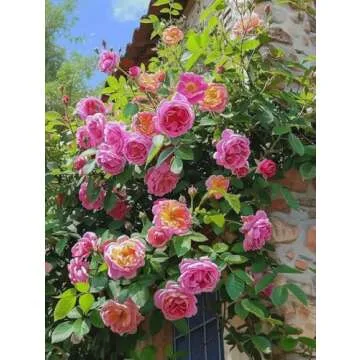 200+ Climbing Rose Seeds for Outdoor Planting Vibrant Ornamental Flowers for Family Garden Decoration