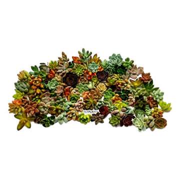 Fat Plants San Diego Miniature Rosette Succulent Cuttings (100)