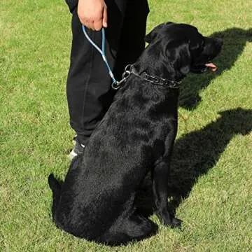 Durable 5FT Chew Proof Dog Leash for Active Dogs