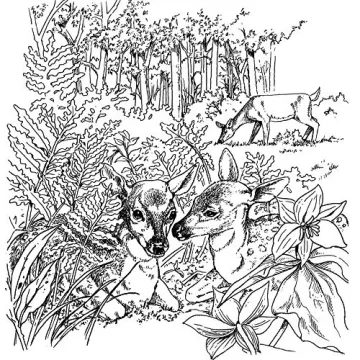 A Walk in the Woods Nature Coloring Book by Dot Barlowe