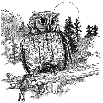 A Walk in the Woods Nature Coloring Book by Dot Barlowe