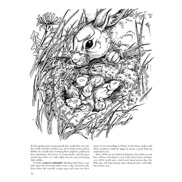 A Walk in the Woods Nature Coloring Book by Dot Barlowe