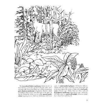 A Walk in the Woods Nature Coloring Book by Dot Barlowe