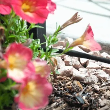 DIG ML-106, 100', ¼” MICROLINE Dripline - 6” Spacing, Color Black – UV Protected Drip Line