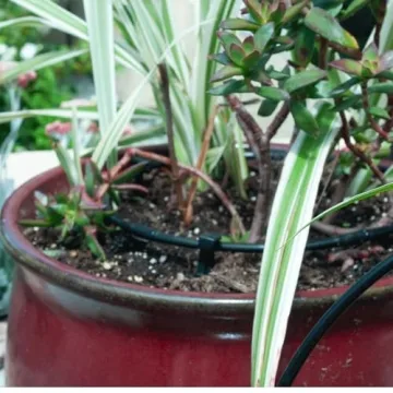 DIG ML-106, 100', ¼” MICROLINE Dripline - 6” Spacing, Color Black – UV Protected Drip Line