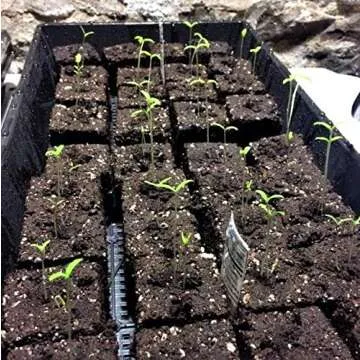 Bootstrap Farmer Mesh Bottom 1020 Trays - 30 Pack Extra Strength Microgreens Soil Blocks Hyroponics