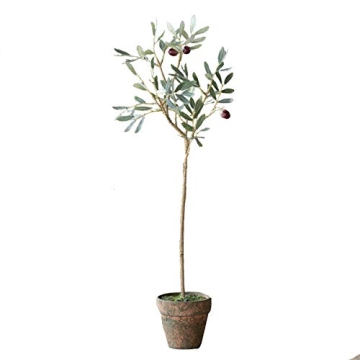 Stunning Park Hill Collection Potted Olive Tree for Stylish Decor