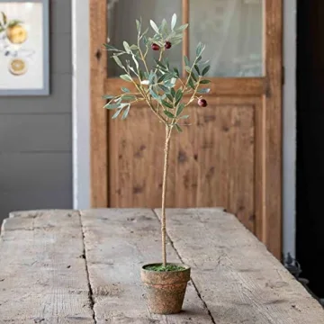 Stunning Park Hill Collection Potted Olive Tree for Stylish Decor