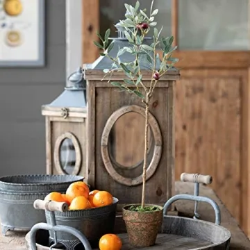 Stunning Park Hill Collection Potted Olive Tree for Stylish Decor