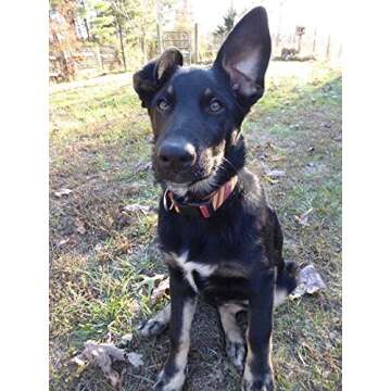 Coomour 2PCS Halloween Dog Collar Pet Cat Puppy Wizard School Printing Adjustable Collars with Funny...