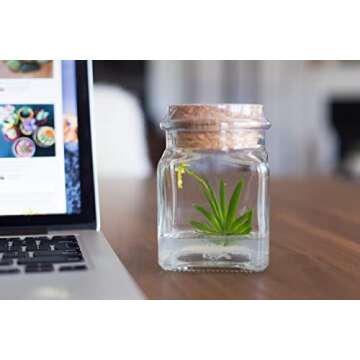 Award Winning, Maintenance Free Dancing Orchid Terrarium - Psygmorchis Pusilla - Miniature, No Green Thumb Necessary, Great for Work, Home, Unique Gift.