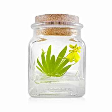 Award Winning, Maintenance Free Dancing Orchid Terrarium - Psygmorchis Pusilla - Miniature, No Green Thumb Necessary, Great for Work, Home, Unique Gift.