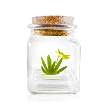 Award Winning, Maintenance Free Dancing Orchid Terrarium - Psygmorchis Pusilla - Miniature, No Green Thumb Necessary, Great for Work, Home, Unique Gift.