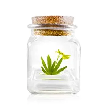 Award Winning, Maintenance Free Dancing Orchid Terrarium - Psygmorchis Pusilla - Miniature, No Green Thumb Necessary, Great for Work, Home, Unique Gift.