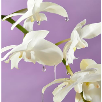 Saltair Island Orchid Body Oil for Radiant Skin