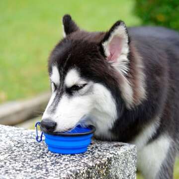 ARTECARE Portable Pet Travel Dog Bowls, 2 Pack Convenient Collapsible Dog Bowls, Small Pet Slow Feeder Design for Dogs Cats Feeding Watering with 2 carabiners