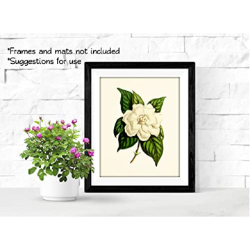 Stunning Vintage Floral Decor - 8x10 Prints Set of 6