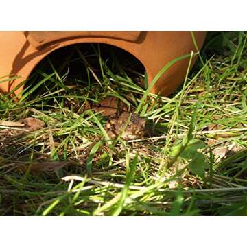 Wildlife World Ceramic Frog and Toad House
