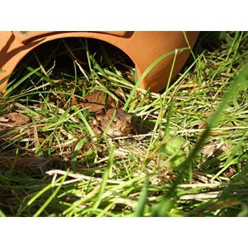 Wildlife World Ceramic Frog and Toad House