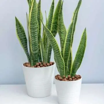 Halatool 4LB Leca Clay Pebbles for Healthy Plants