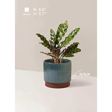 LE TAUCI 5.5+6.5+8 Inch Planter Pots with Drainage Hole