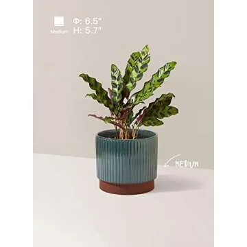 LE TAUCI 5.5+6.5+8 Inch Planter Pots with Drainage Hole