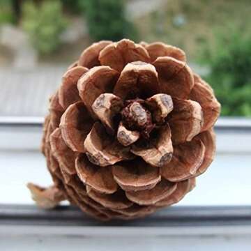 Bulk Package of Natural Pinecones-24 Pack