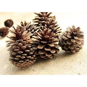 Bulk Package of Natural Pinecones-24 Pack