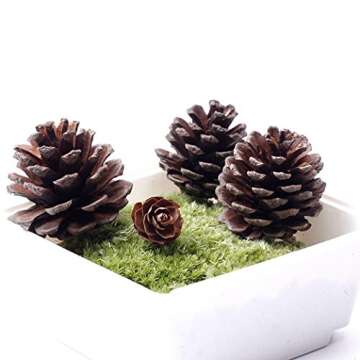 Bulk Package of Natural Pinecones-24 Pack