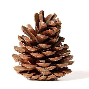 Bulk Package of Natural Pinecones-24 Pack