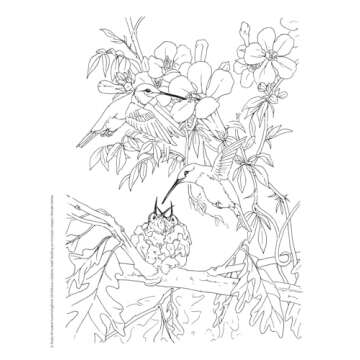 Adult Coloring Beautiful Birds Coloring Book (Adult Coloring Books: Animals)