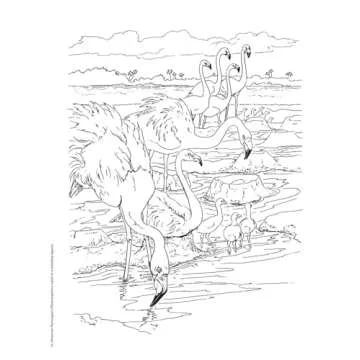 Adult Coloring Beautiful Birds Coloring Book (Adult Coloring Books: Animals)