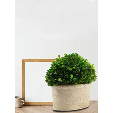 Serene Spaces Living Boxwood Topiary for Elegant Decor