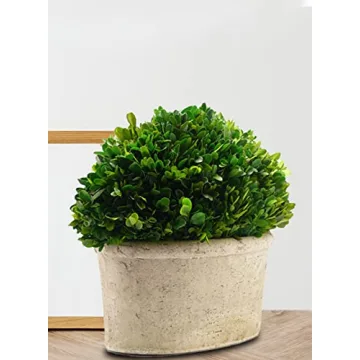 Serene Spaces Living Boxwood Topiary for Elegant Decor