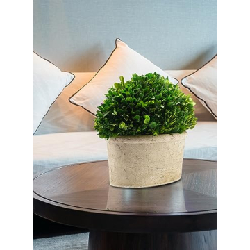 Serene Spaces Living Boxwood Topiary for Elegant Decor