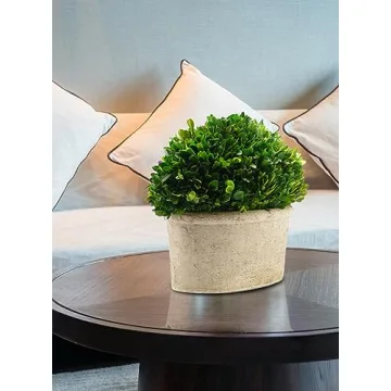 Serene Spaces Living Boxwood Topiary for Elegant Decor