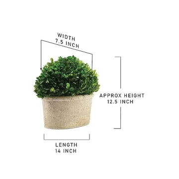 Serene Spaces Living Boxwood Topiary for Elegant Decor
