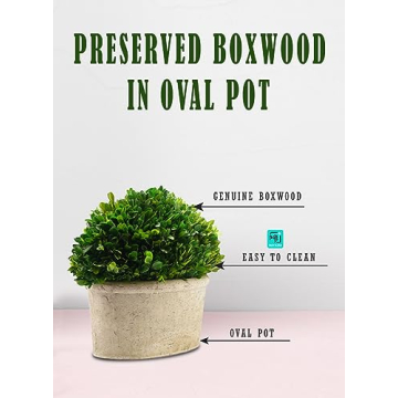 Serene Spaces Living Boxwood Topiary for Elegant Decor