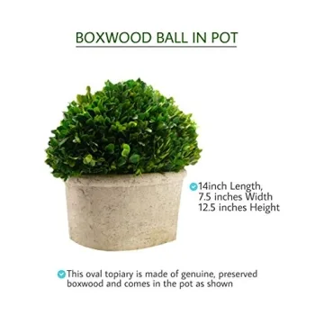 Serene Spaces Living Boxwood Topiary for Elegant Decor