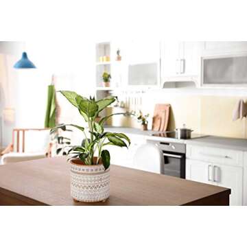 Stylish D'vine Dev Terracotta Planter Set for Indoor Plants