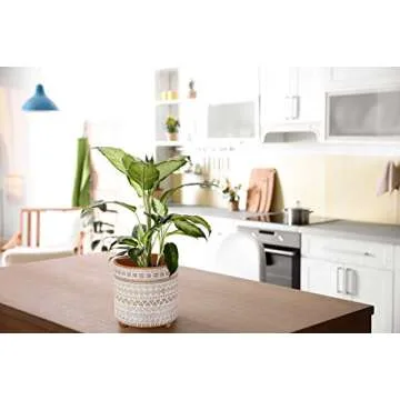 Stylish D'vine Dev Terracotta Planter Set for Indoor Plants