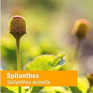 Herb Pharm Certified Organic Spilanthes Liquid Extract for Cleansing and Detoxification - 1 Ounce