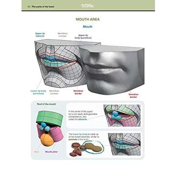 Form of the Head and Neck