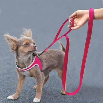 Didog 4 Feet No Pull Nylon Webbing Reflective Dog Leash,Training Dog Leash in Traffic,Hot Pink