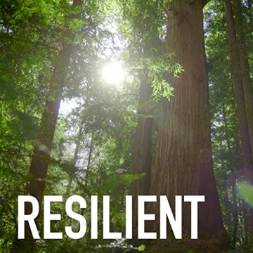 Eco-Friendly Scotch-Brite Greener Clean Scrub Sponges