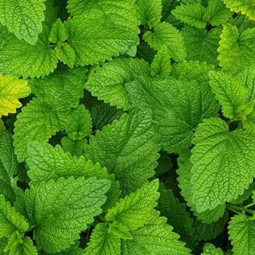 KMC NRG Gel+: Mint Flavoured Caffeine Energy Gel (12 x 70g) by Kendal Mint Co.