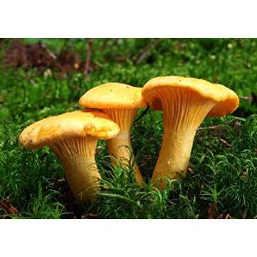 Seeds Chanterelle Mushroom Mushroom Spores Spawn Substrate Mycelium for Planting