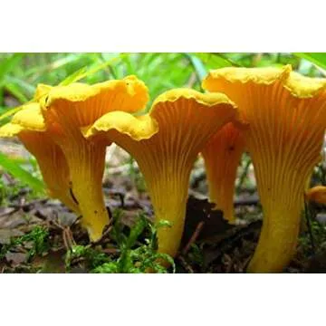 Seeds Chanterelle Mushroom Mushroom Spores Spawn Substrate Mycelium for Planting