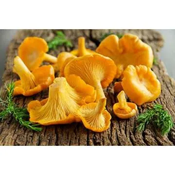 Seeds Chanterelle Mushroom Mushroom Spores Spawn Substrate Mycelium for Planting