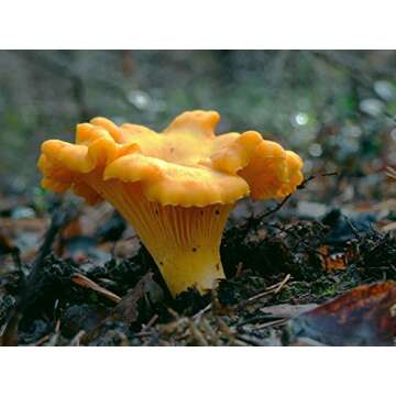 Seeds Chanterelle Mushroom Mushroom Spores Spawn Substrate Mycelium for Planting